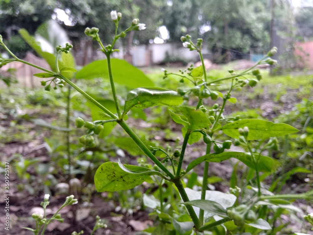 fresh green pepper fresh green pepper