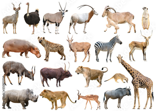 collection of africa animal isolated photo