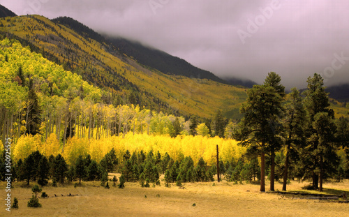 Fall color, Lockett Meadow, San Francisco Peaks, Arizona