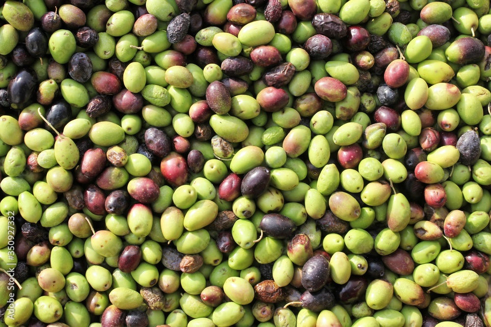 Harvested olives unloaded from truck to press hopper in olive oil mill in Greece.