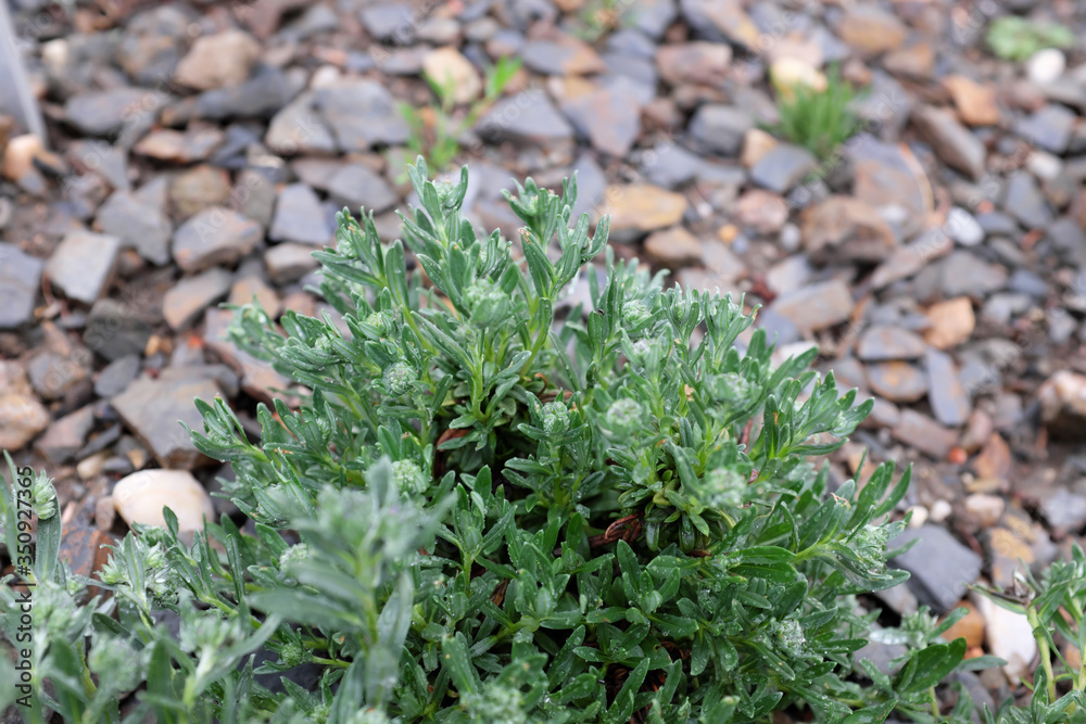 Moltkia petraea (moltkie), outdoor plants 2020 Moltkia petraea (moltkie), outdoor plants 2020