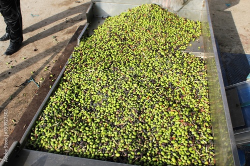 Harvested olives unloaded from truck to press hopper in olive oil mill in Greece. photo