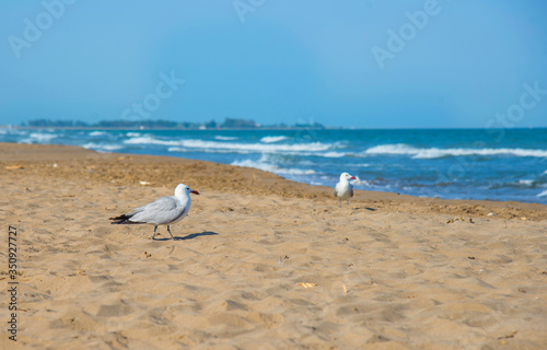 Seagulls on the beach