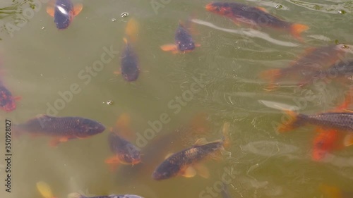 Red fish swim in the pond. Fish rise to the surface of the water, close-up.