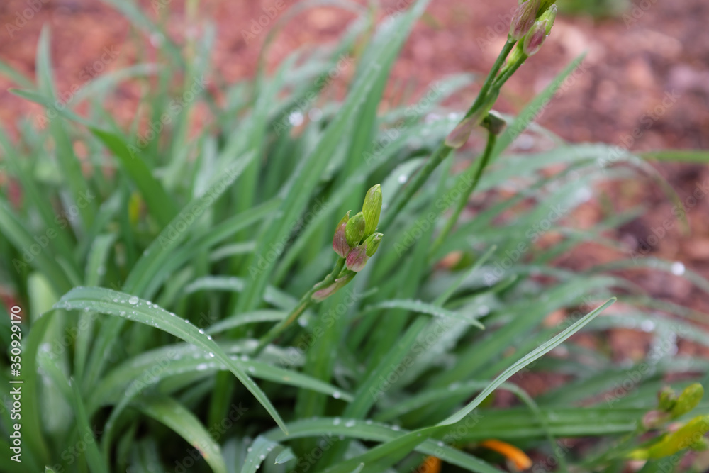 Hemerocallis sp. (Xanthorrhoeaceae), outdoor plants 2020 Hemerocallis sp. (Xanthorrhoeaceae), outdoor plants 2020