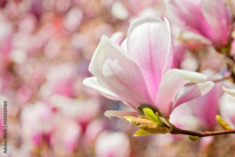 Magnolia Blüte am Baum, pinke Blumen im warmen April Wetter Magnolia Blüte am Baum, pinke Blumen im warmen April Wetter