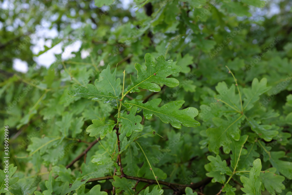 Quercus robur (English Oak), outdoor plants 2020 Quercus robur (English Oak), outdoor plants 2020
