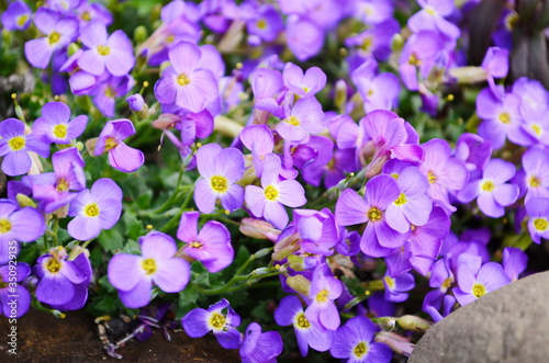 Aubretia or Aubrieta low spreading hardy evergreen perennial flowering plants with multiple dense small violet flowers with yellow center planted in local garden looking as texture or wallpaper