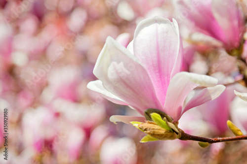 Magnolia Blüte am Baum, pinke Blumen im warmen April Wetter © santosha57