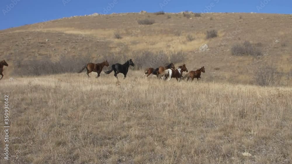 AERIAL slow motion by drone that flies behind a running herd of horses AERIAL slow motion by drone that flies behind a running herd of horses