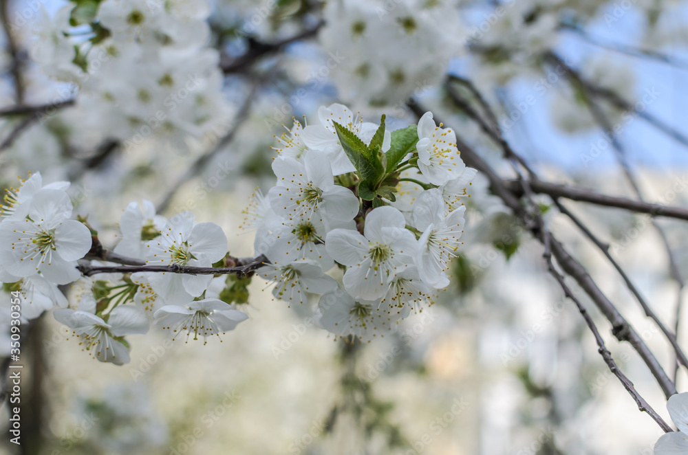 Cherry blossoms on a sunny day
Cherry blossoms on a sunny day
