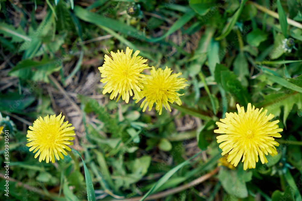 Yellow dandelions. Bright flowers dandelions on background of green spring meadows. Yellow dandelions. Bright flowers dandelions on background of green spring meadows.