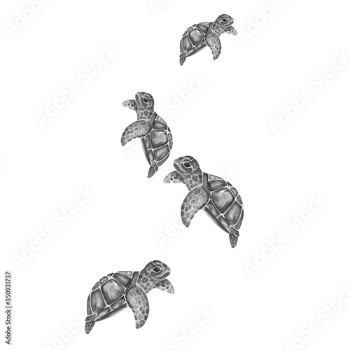  Aquarelle painting of turtle sketch art pattern illustration
