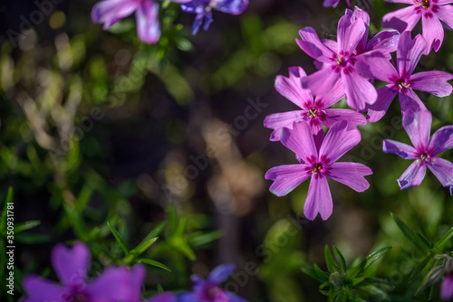 beautiful purple flowers in sunshine, close view  © photollurg