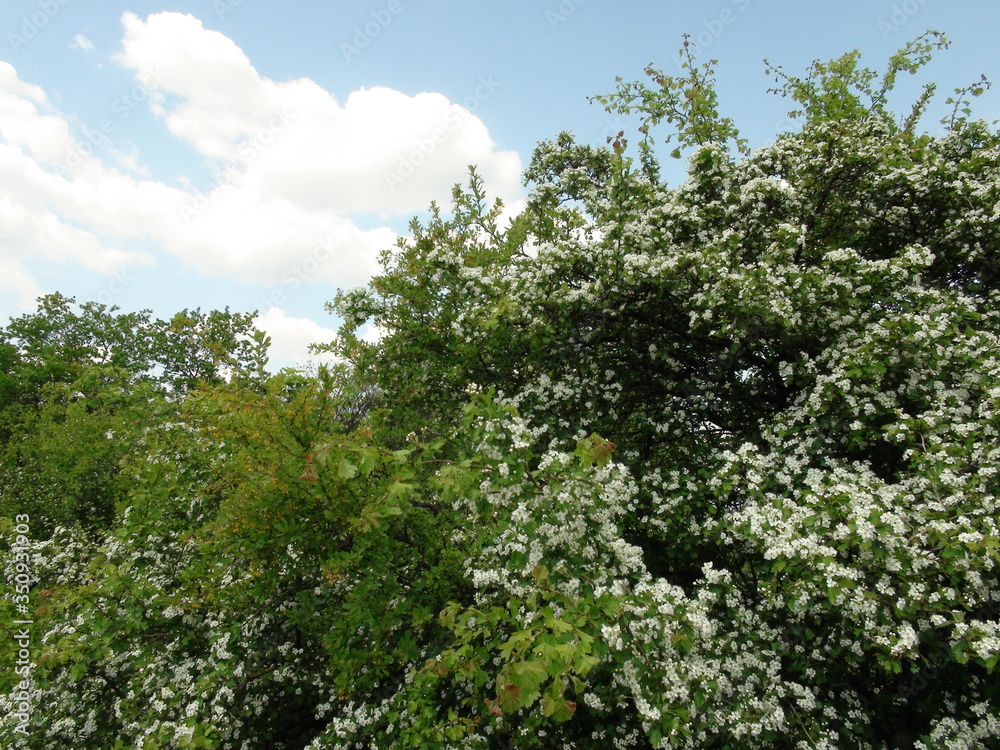 The beauty of the wild flowering nature of the Dnieper forests under the rays of the warm spring sun.