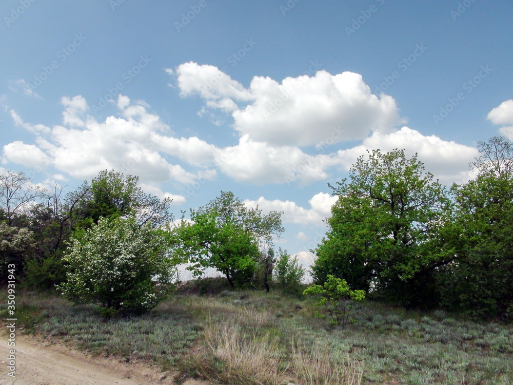Obraz premium Landscape of blooming spring nature on the side of the trail on a background of blue barely cloudy sky.