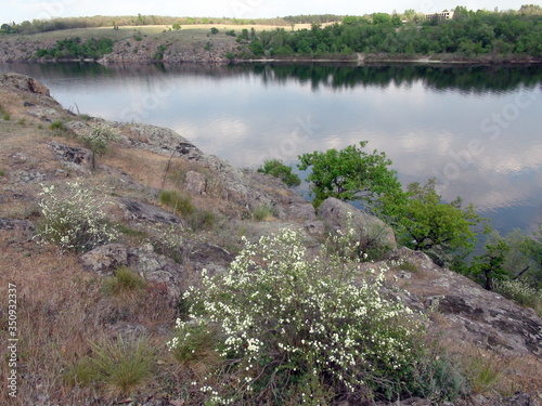 Amazing flowering spring vegetation makes even the old rocky bank of the Dnieper attractive for recreation.