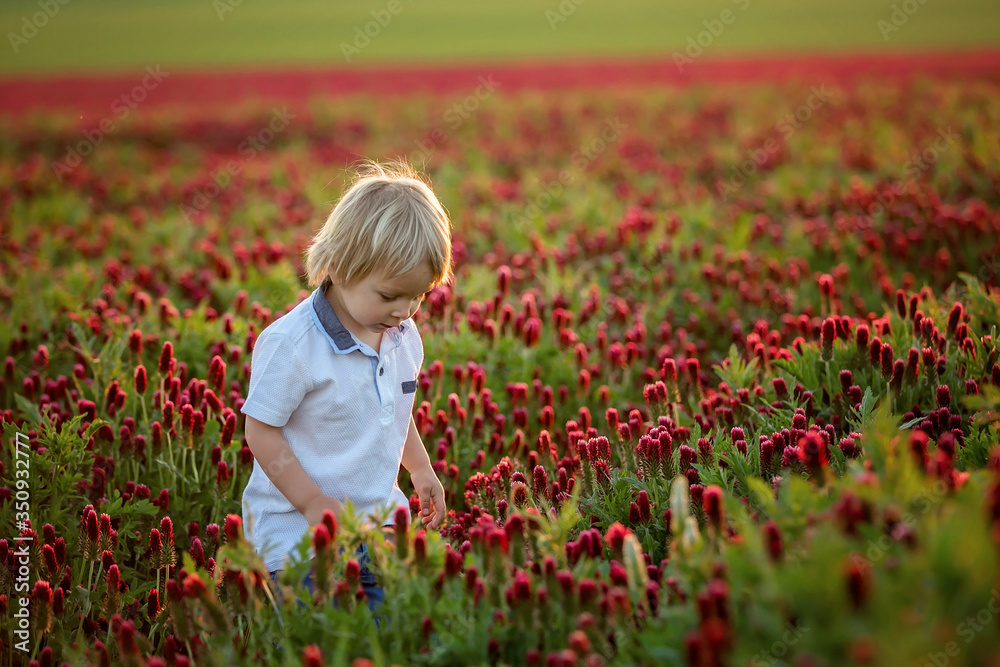 Beautiful children, brothers in gorgeous crimson clover field on sunset, Beautiful children, brothers in gorgeous crimson clover field on sunset,