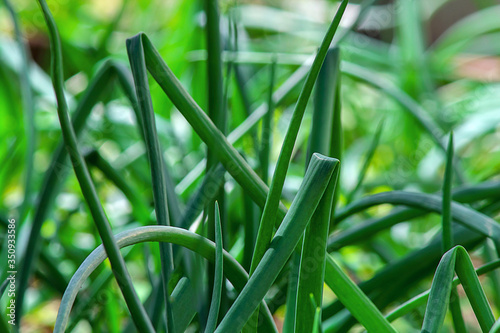 Green onion, plantation in the vegetable garden, agriculture. Garden plant with edible bulb and edible tubular leaves.