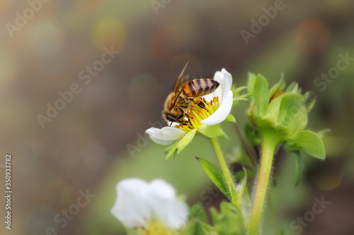 A wild honey bee on the white flower, collecting pollen from a strawberry flower or wild strawberries, abstract background. Close-up.
