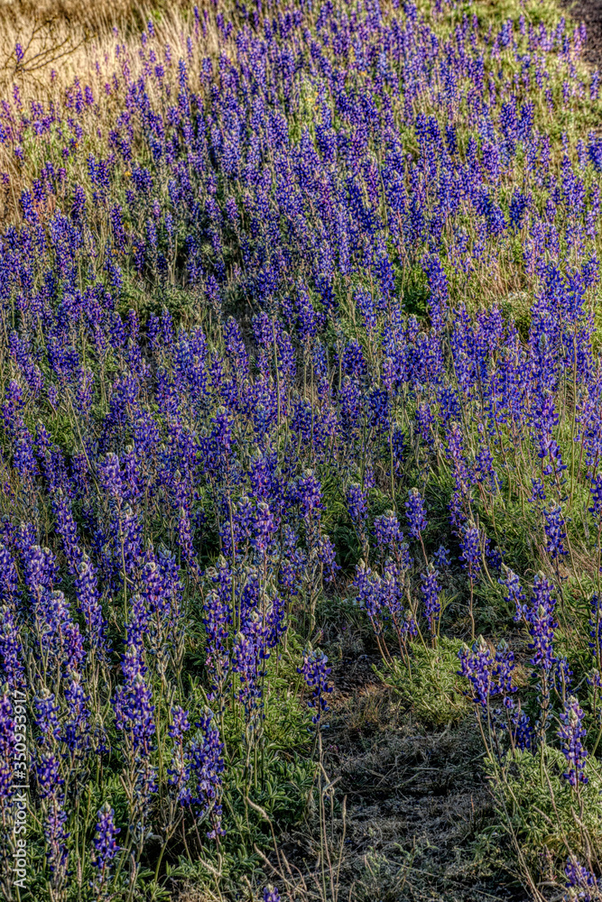 Naklejka premium Bluebonnets in Big Bend National Park, Texas