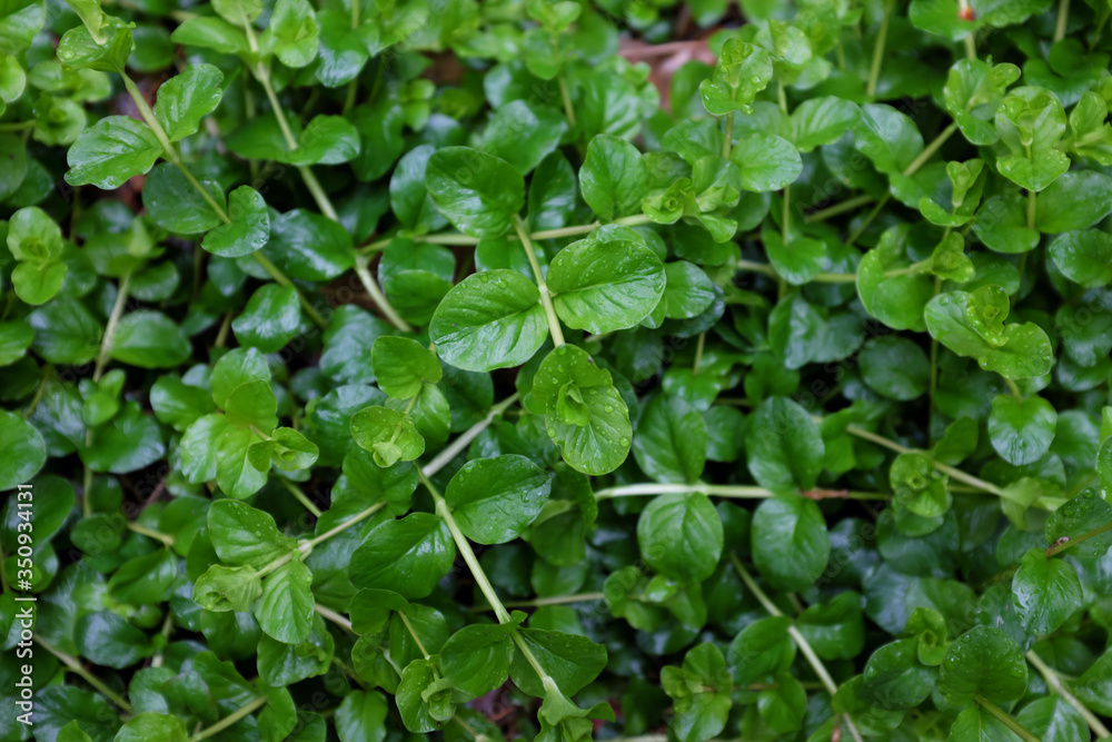 Lysimachia nummularia (Primulaceae), outdoor plants 2020