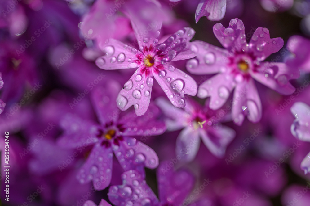 beautiful purple flowers with dew drops on petals in sunshine, close view beautiful purple flowers with dew drops on petals in sunshine, close view
