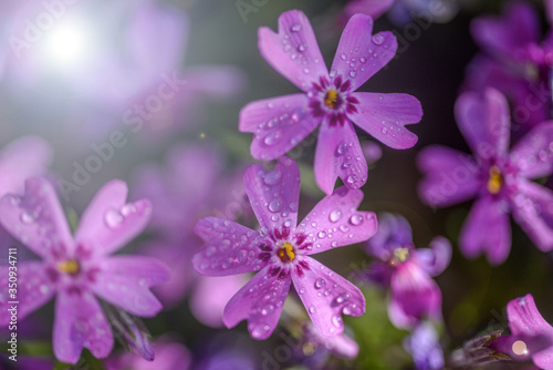 eautiful purple flowers with dew drops on petals in sunshine  close view 