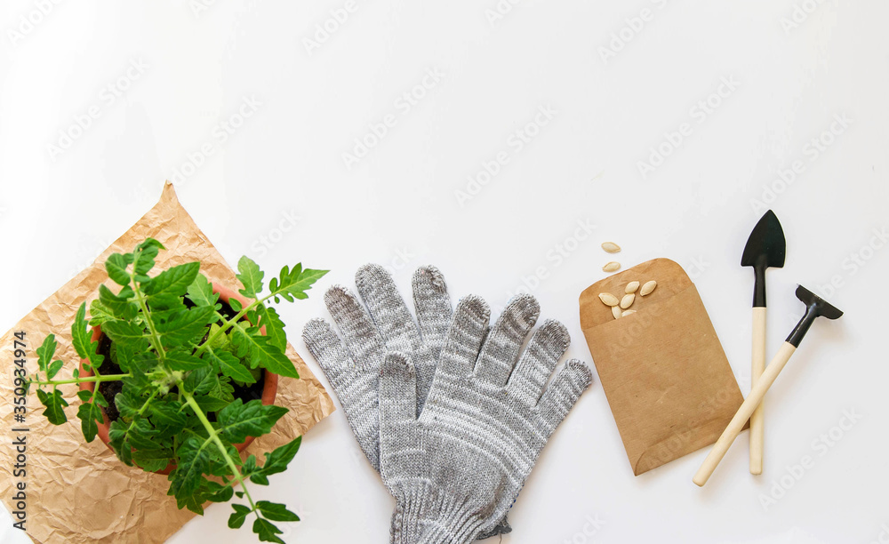 Spring garden layout. Top view of garden tools, hemp seeds, gray protective gloves and a tomato in a pot located on the bottom on a white background. Background with copy space.
