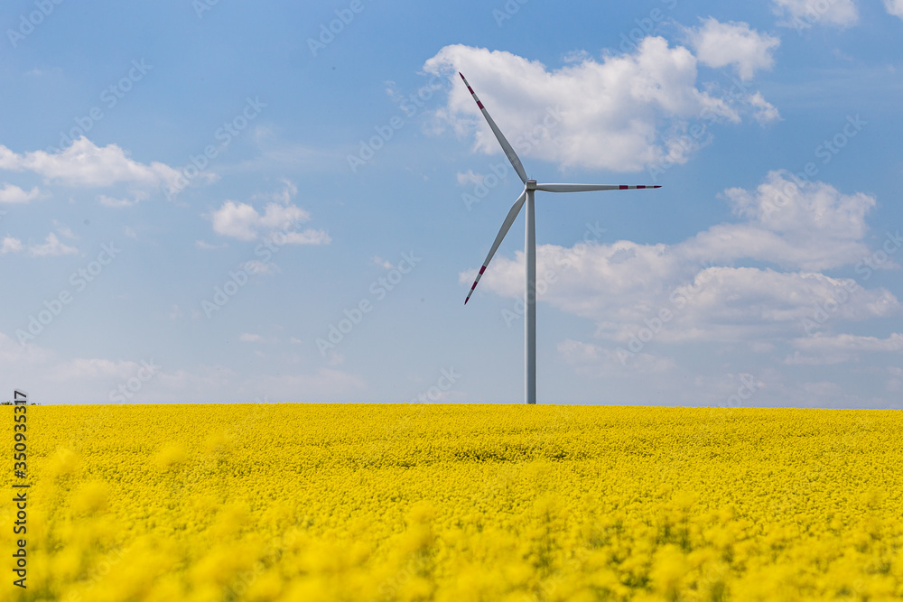 windmill_on rape fields