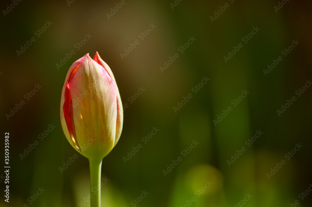 red tulip on a green background red tulip on a green background