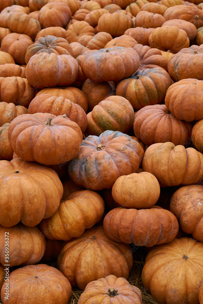 Pumpkin background Many orange pumpkins await sale at the vegetable market Pumpkin background Many orange pumpkins await sale at the vegetable market