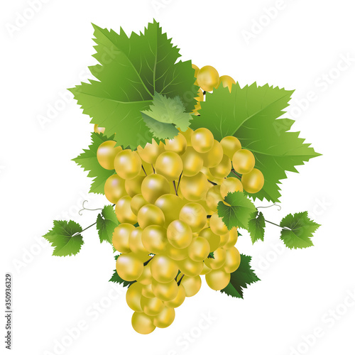 3D realistic vector. Fresh white grape vine.