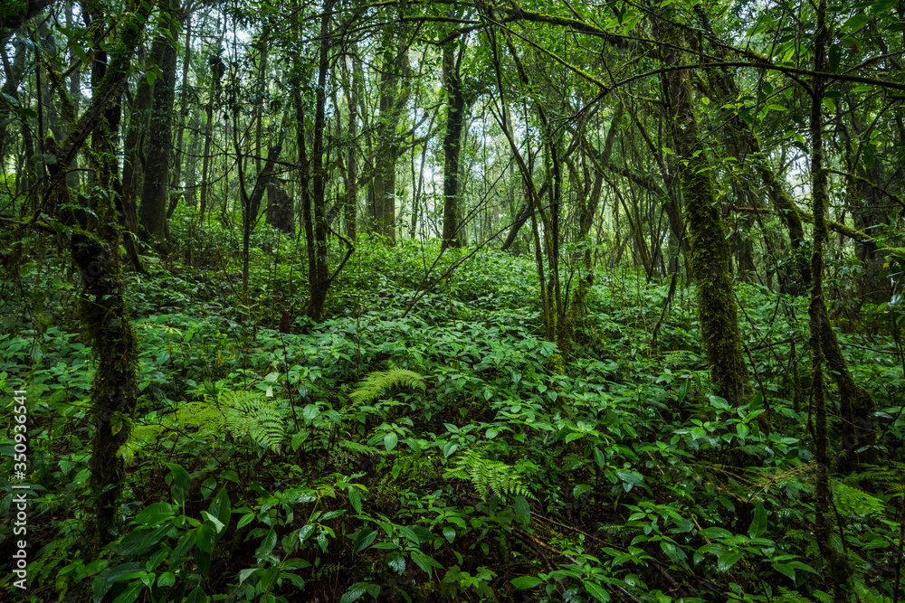 Tropical rain forest Tropical rain forest