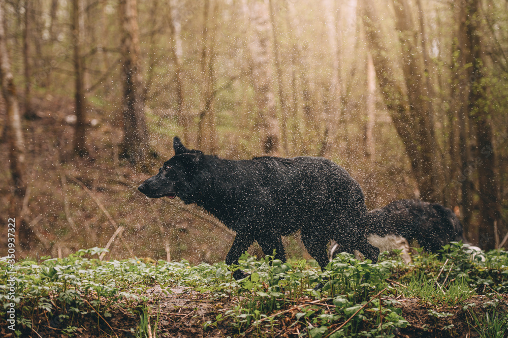 black east European shepherd dog