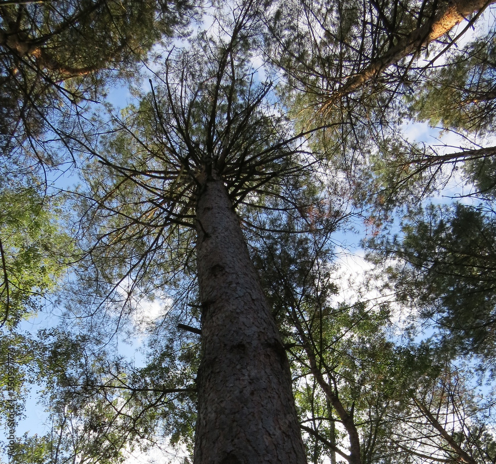 Fototapeta premium w koronie sosen, 
