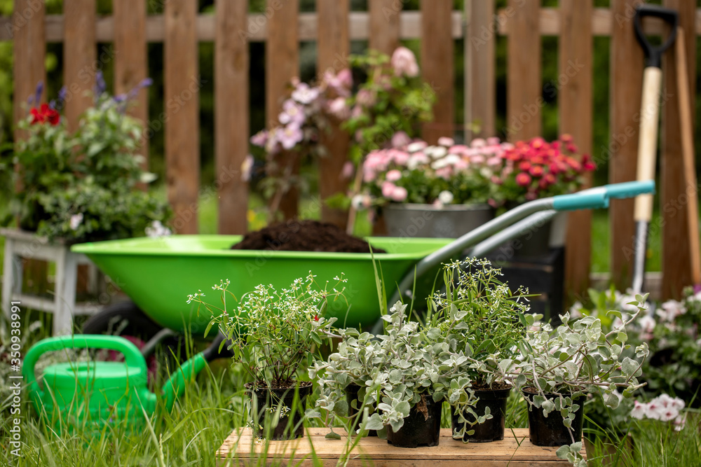 Wheelbarrow with gardening tools in the garden. Rakes, shovel, pitchfork, watering can. Beautiful background for the gardening concept Wheelbarrow with gardening tools in the garden. Rakes, shovel, pitchfork, watering can. Beautiful background for the gardening concept