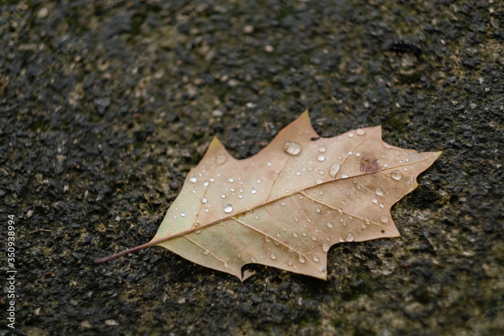 autumn leaf with raindrops lies on the asphalt autumn leaf with raindrops lies on the asphalt