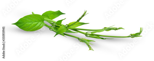 Gymnema inodorum leaf or Gurmar leaf  isolated on white background, tropical herb, Drug treatment for diabetes.
