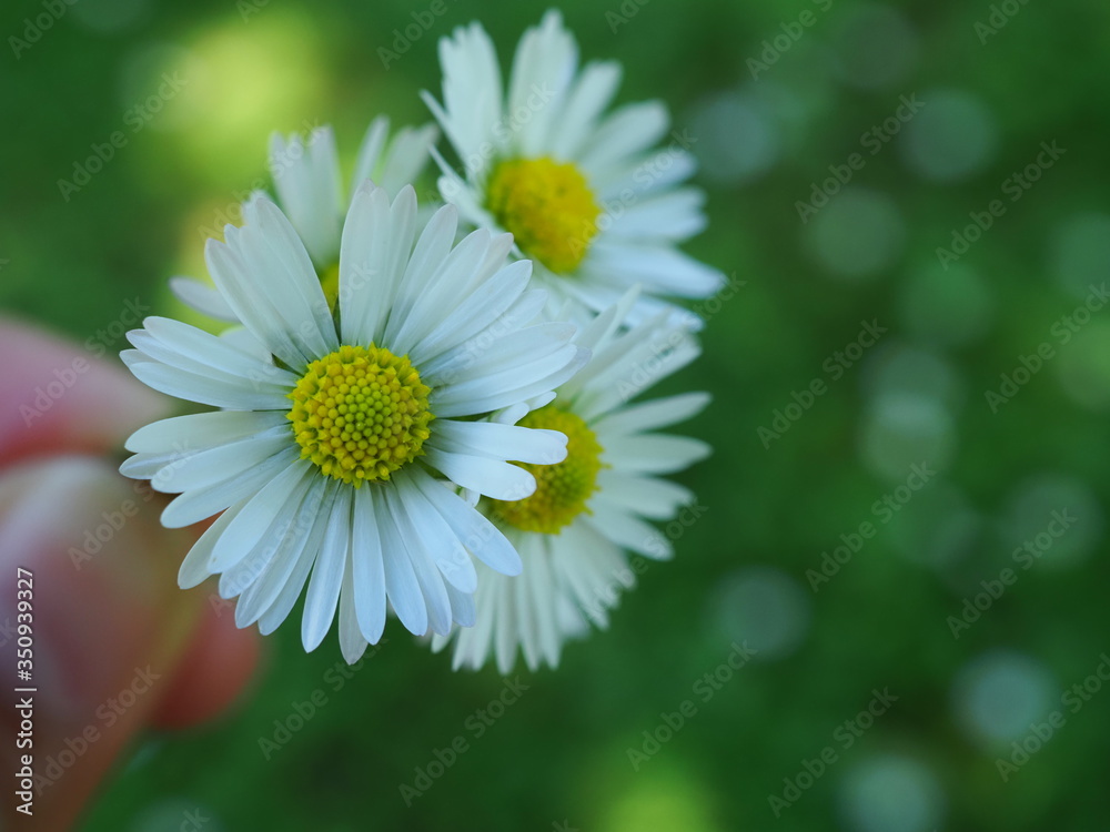 Fototapeta premium daisy flowers texture of one hand hold on 
