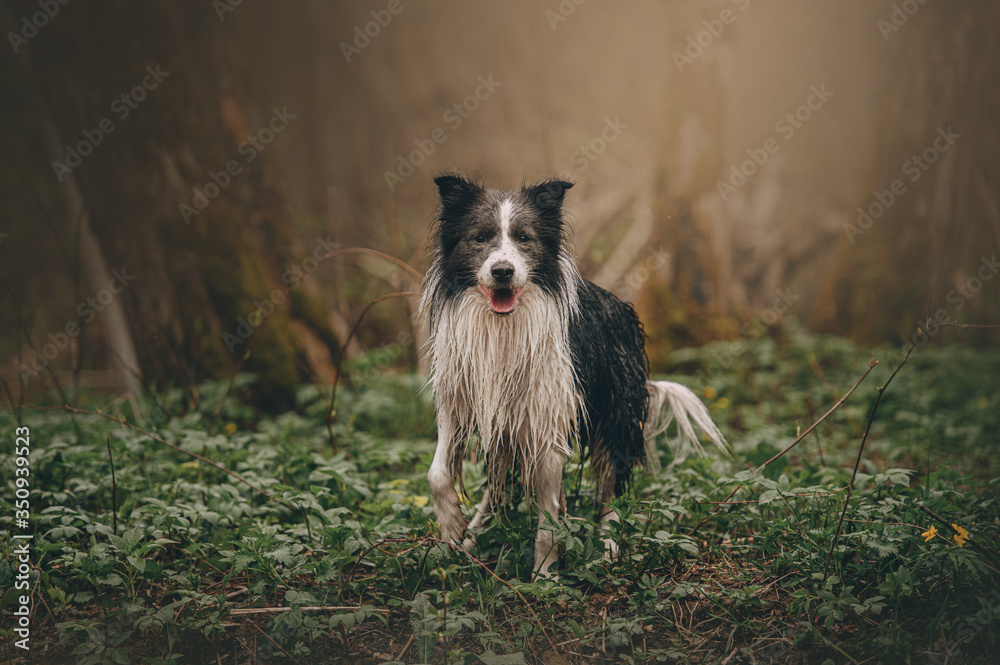 border collie in the park