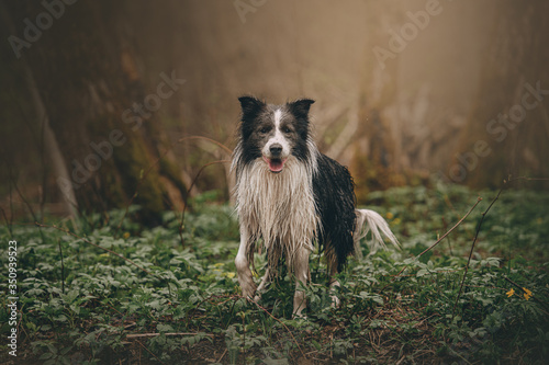 Obraz na płótnie border collie in the park w salonie