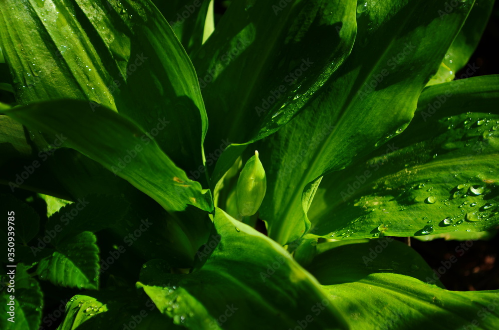 Obraz premium Spring medicinal plant Allium ursinum growing in the floodplain forest. Also known as wild garlic, ramsons, buckrams, broad-leaved garlic, wood garlic, bear leek or bear's garlic.