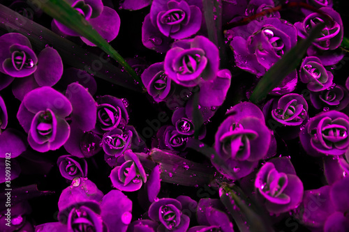 Purple little roses pattern with raindrops