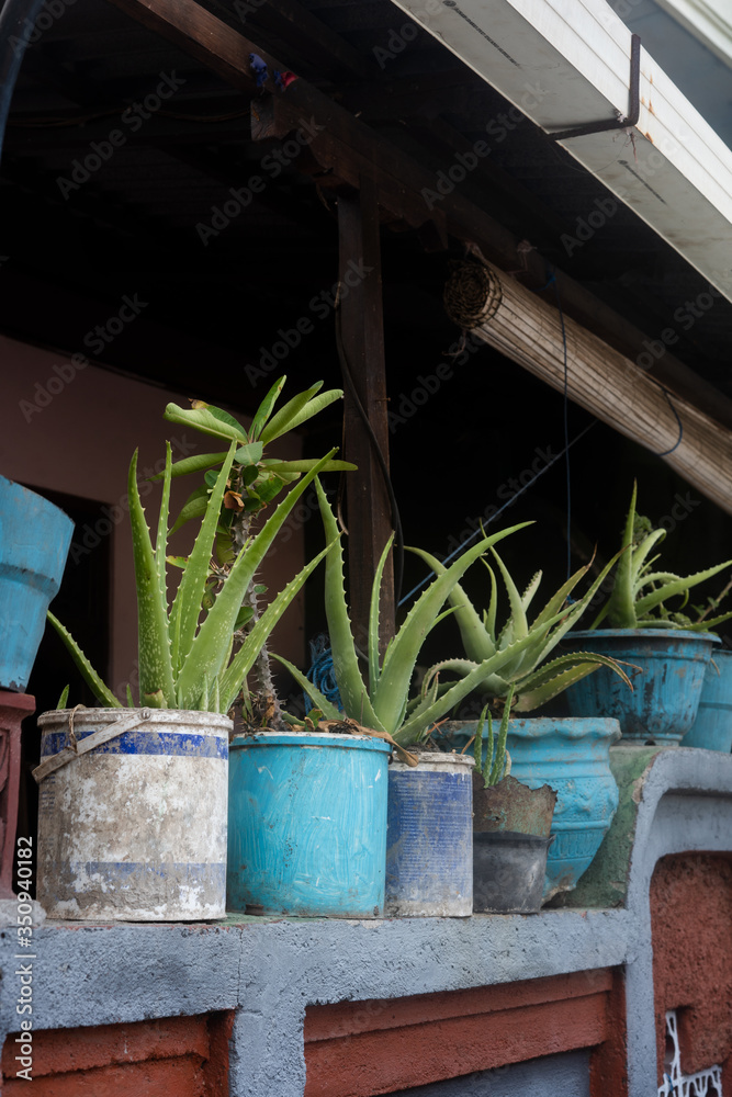 .agaves in plastic pots stand in a row