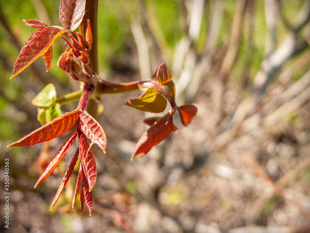 A twig with young spring leaves of a fruit walnut. Shooting in the morning with low sun rays, narrow focus. A twig with young spring leaves of a fruit walnut. Shooting in the morning with low sun rays, narrow focus.