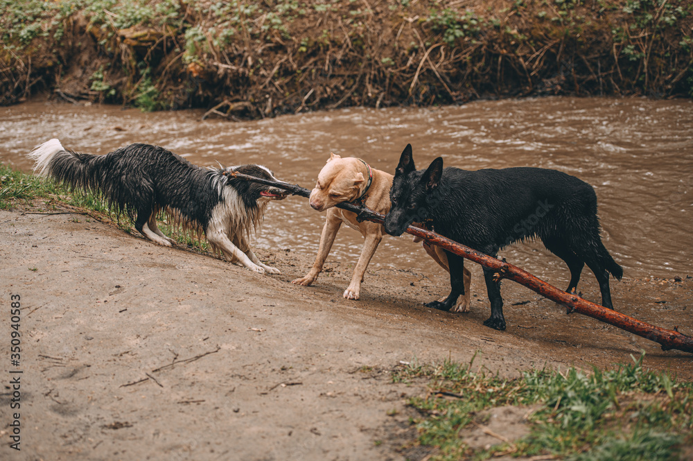 best friends: shepherd pit bull terrier and border collie