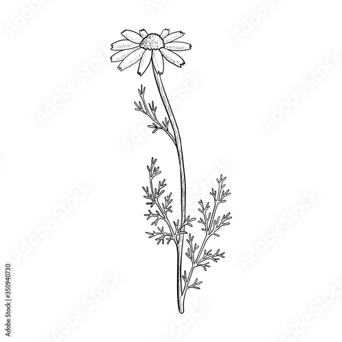 vector drawing chamomile