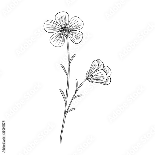 vector drawing flaxseed