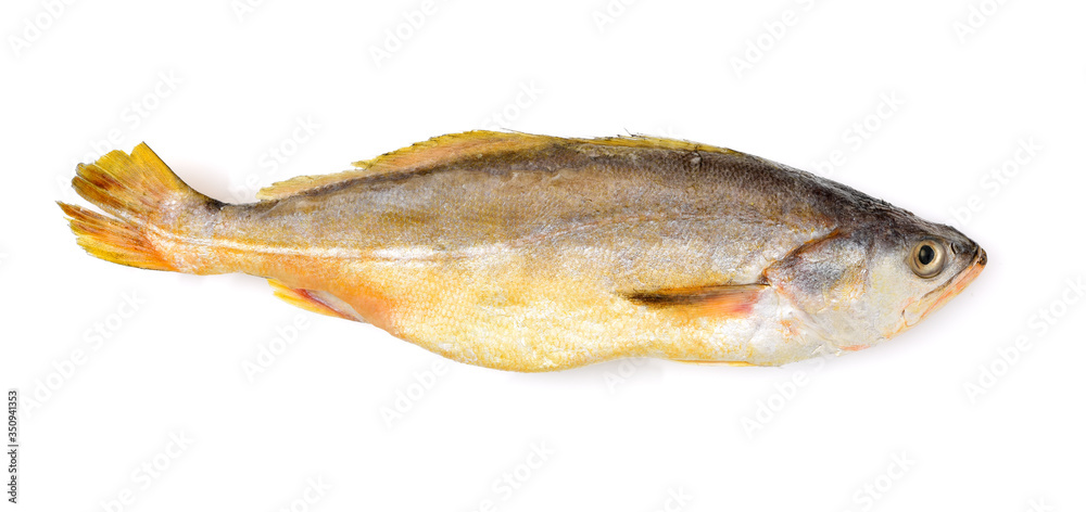 Yellow Croaker Fish On White background